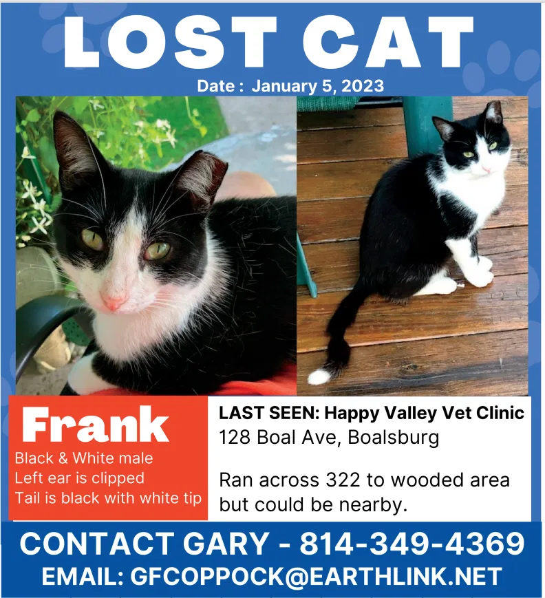 Lost cat in Boalsburg, PA, 16827