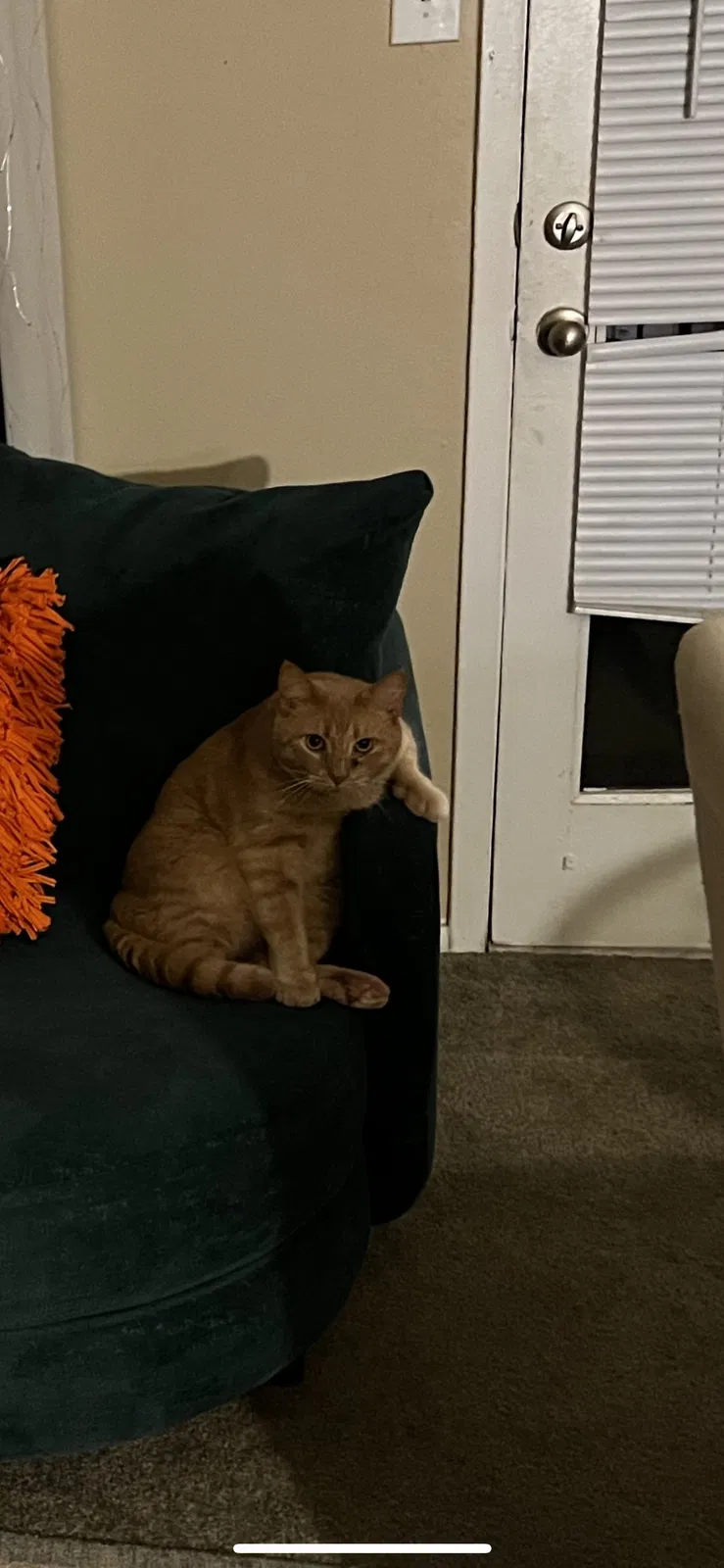 Lost cat in Plano, TX, 75023
