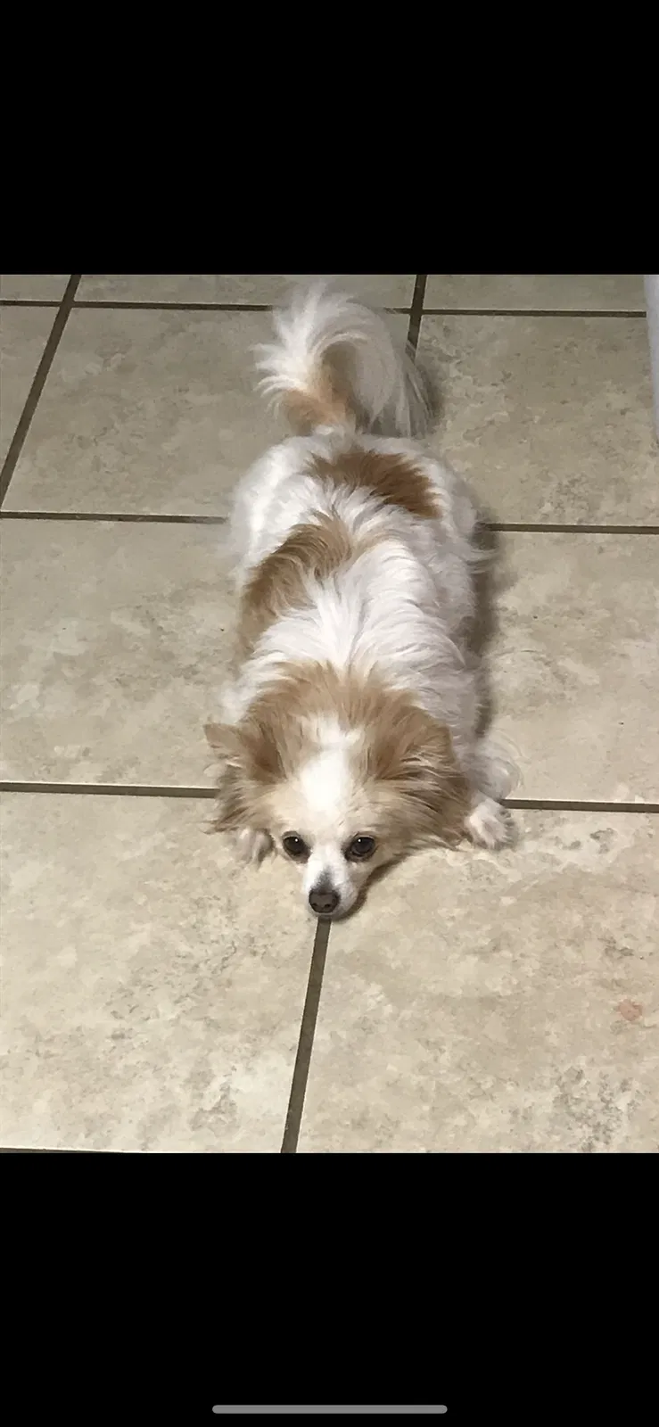 Lost dog in Tallahassee, FL, 32308