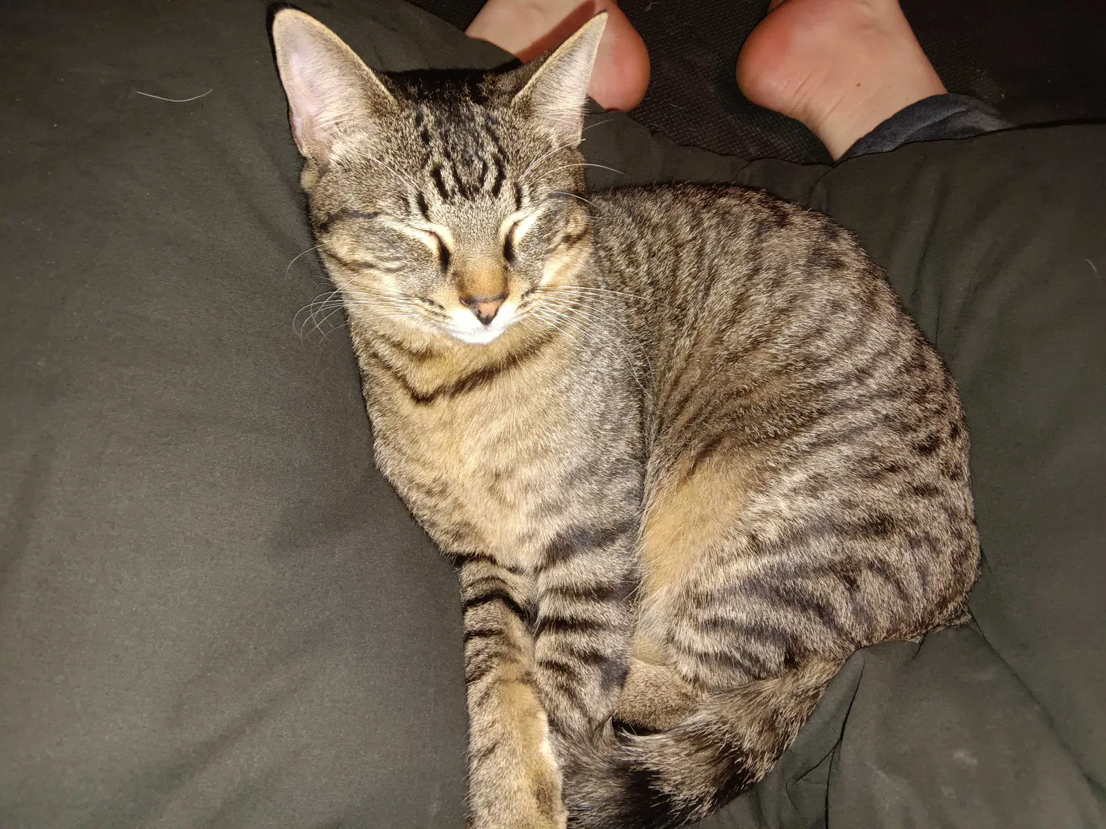 Lost cat in Bethany, OK, 73008