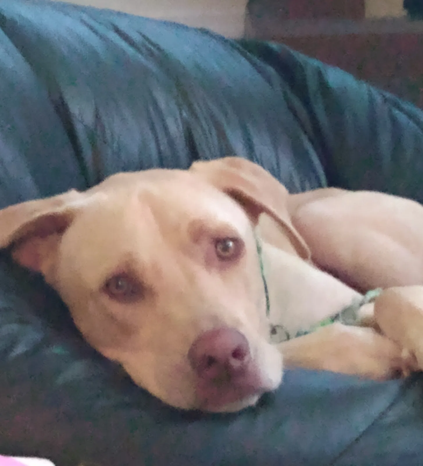 Lost dog in Palatka, FL, 32177