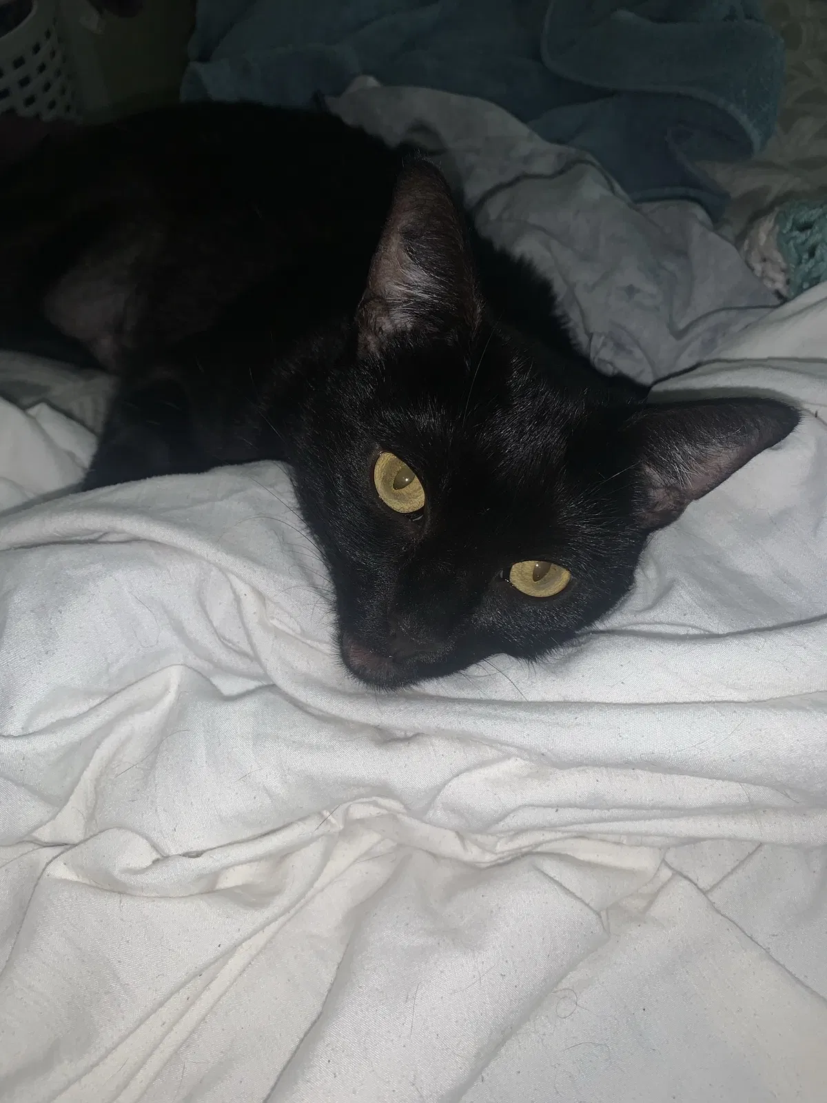 Lost cat in Las Vegas, NV, 89146