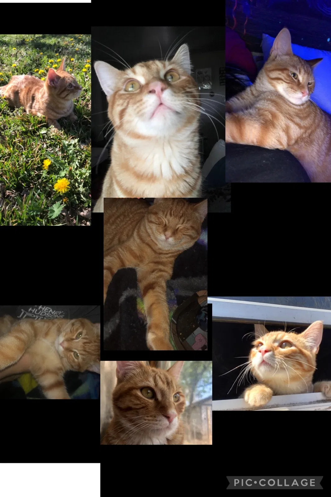 Lost cat in Oklahoma City, OK, 73129