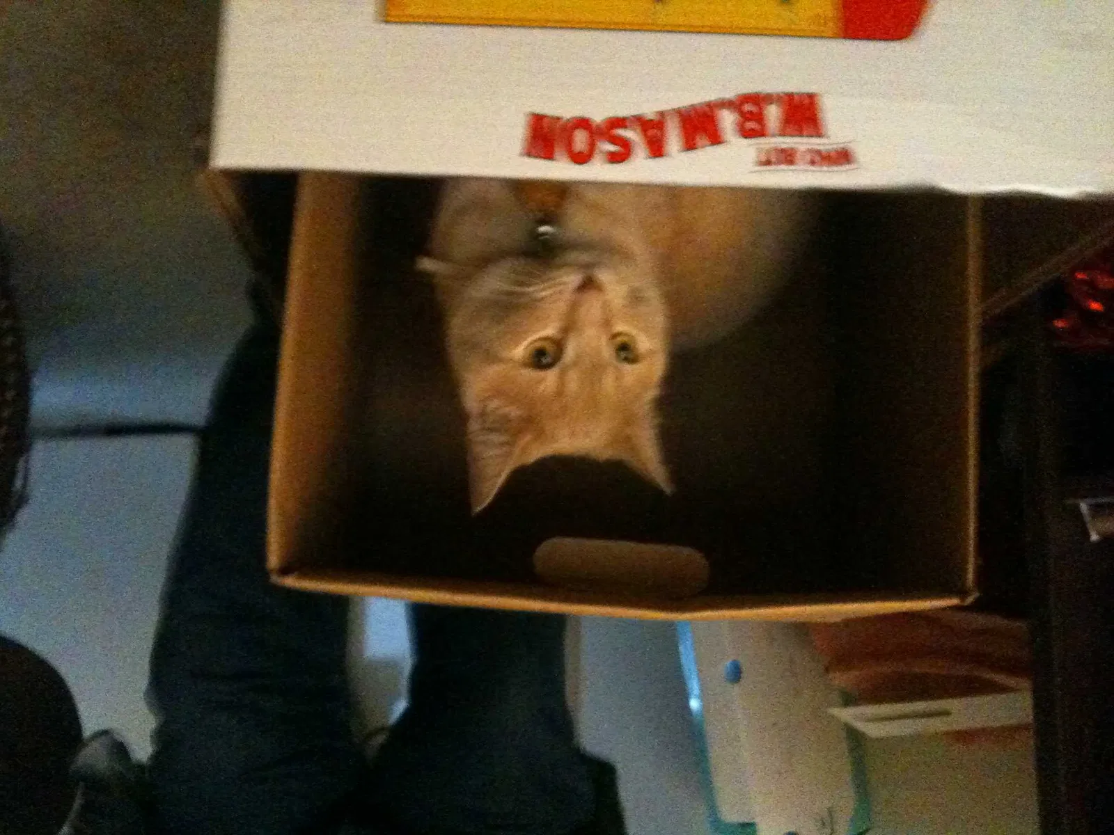Lost cat in Levittown, PA, 19057