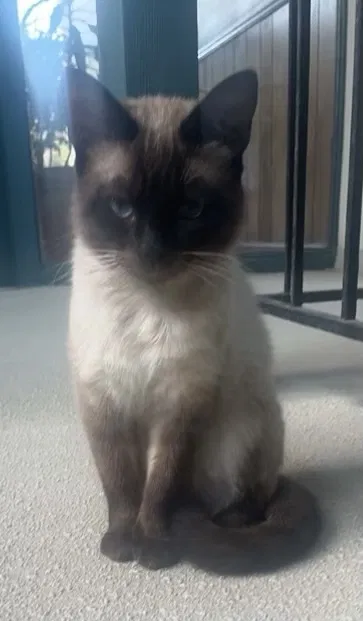Lost cat in Murrieta, CA, 92563
