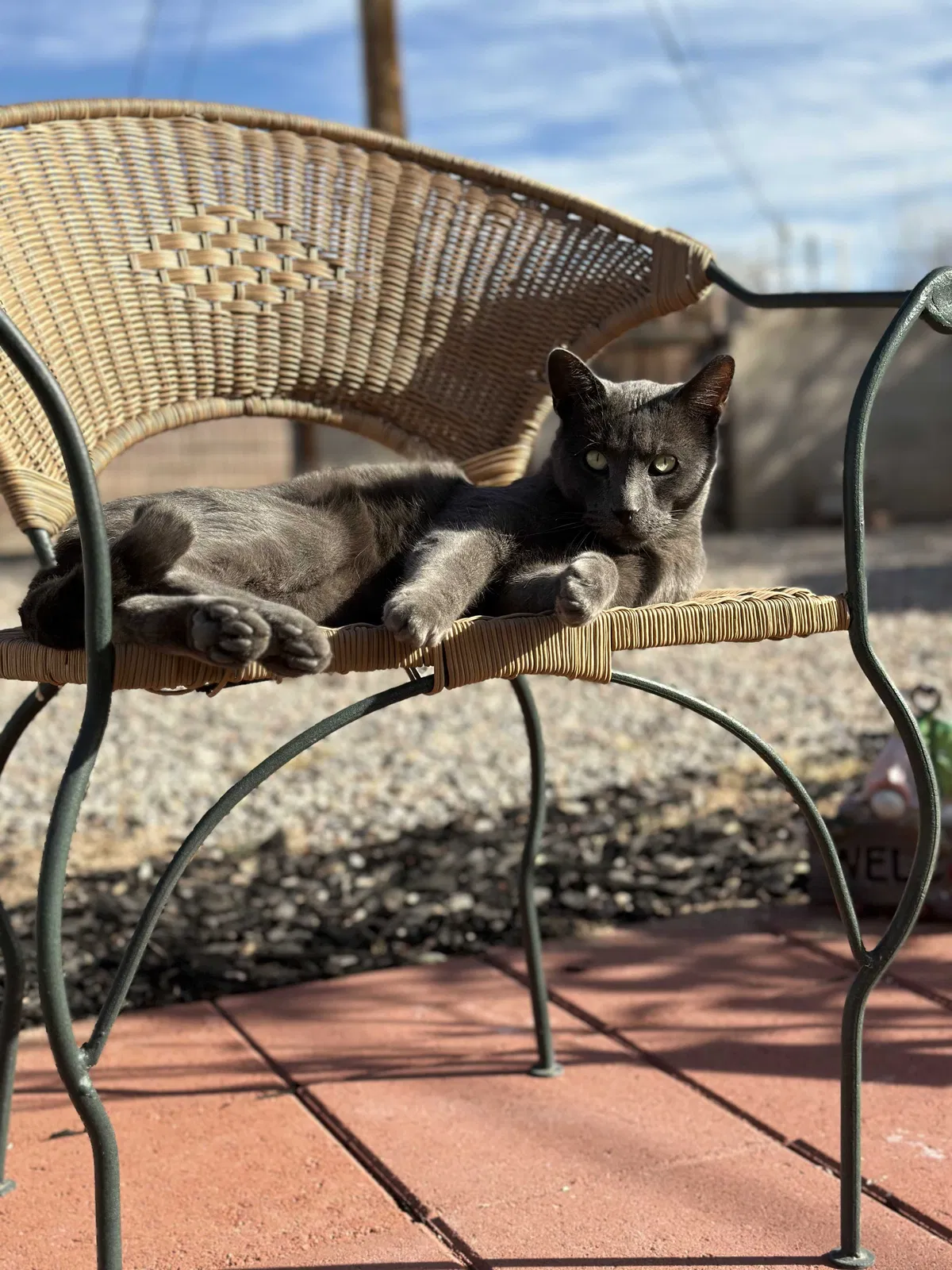 Lost cat in Albuquerque, NM, 87110