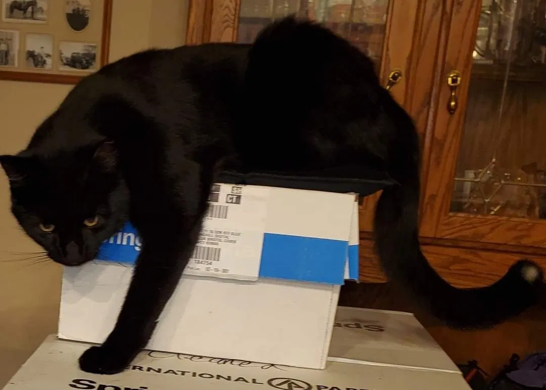 Lost cat in Stillwater, OK, 74074
