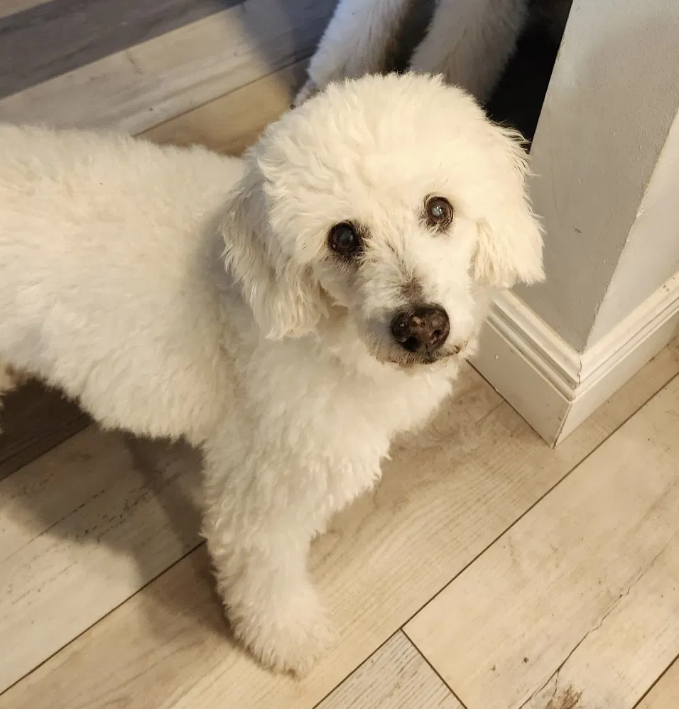 Lost dog in Boca Raton, FL, 33431