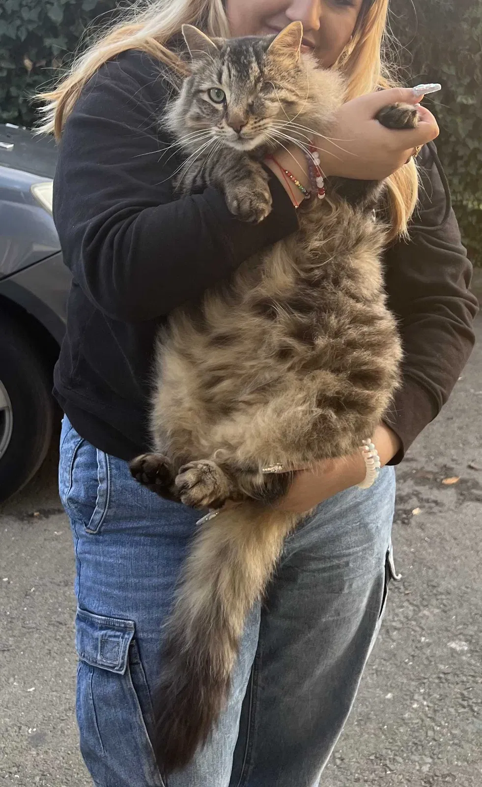 Lost cat in Hayward, CA, 94541