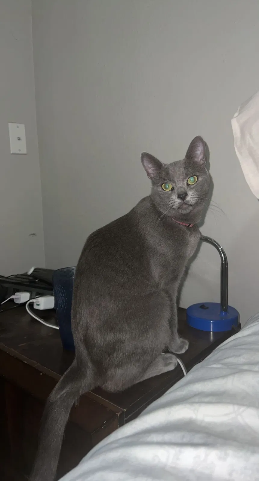 Lost cat in Aurora, CO, 80017