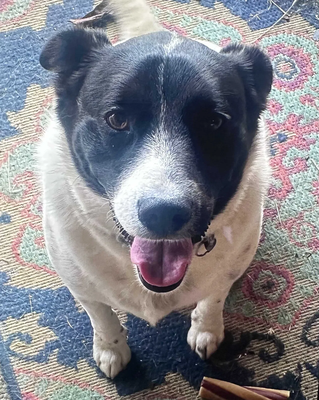 Lost dog in Weatherford, TX, 76085