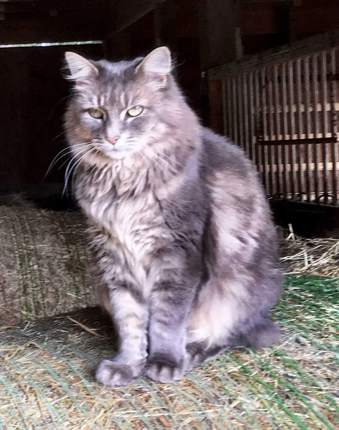 Lost cat in Summerfield, NC, 27358