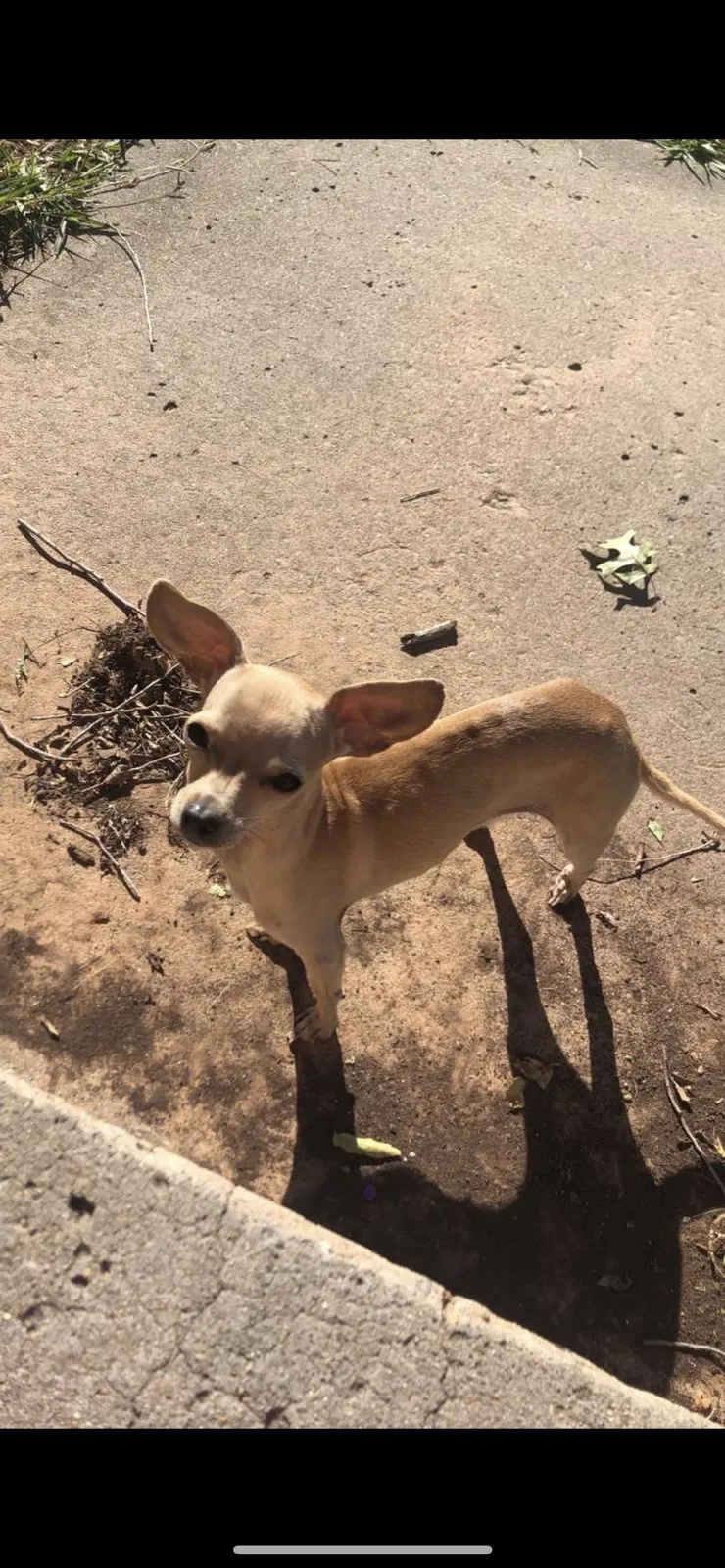 Lost dog in Oklahoma City, OK, 73118