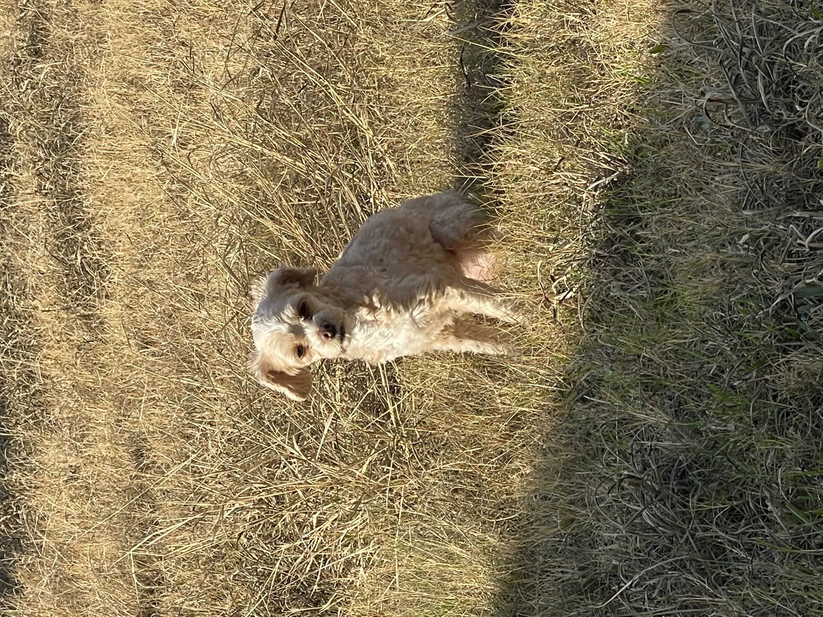Lost dog in Cypress, TX, 77433