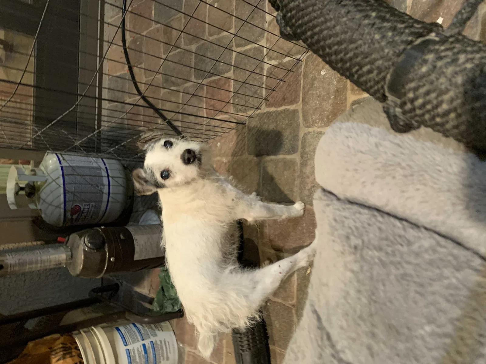 Found dog in Las Vegas, NV, 89141
