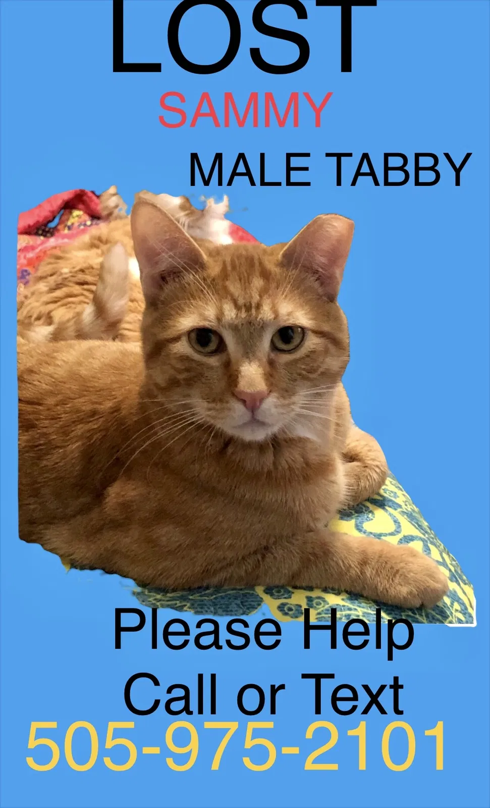 Lost cat in Albuquerque, NM, 87123
