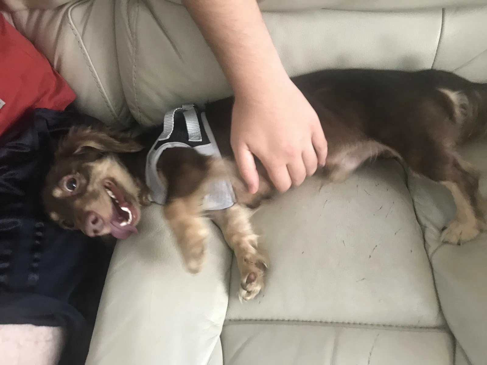 Lost dog in Sheridan, AR, 72150