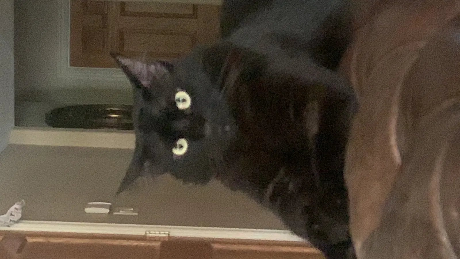 Lost cat in Edinburg, TX, 78539