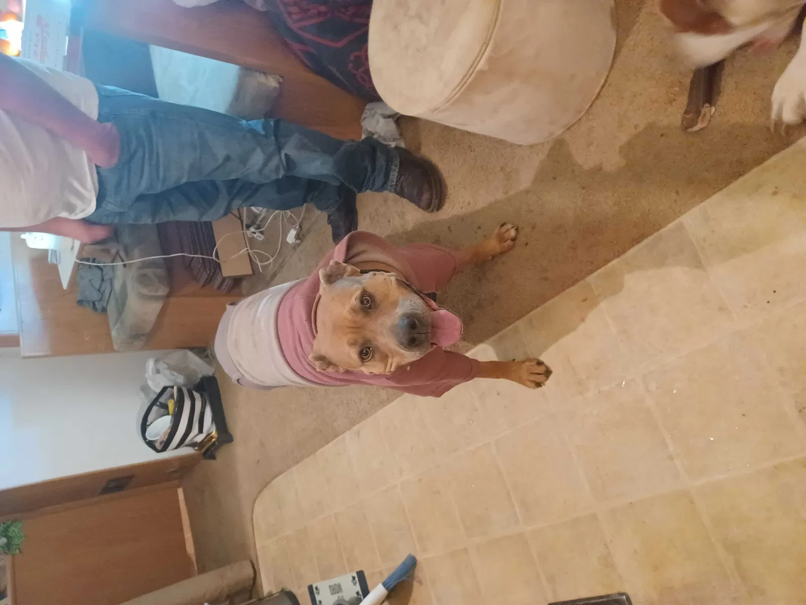 Lost dog in Wildomar, CA, 92595