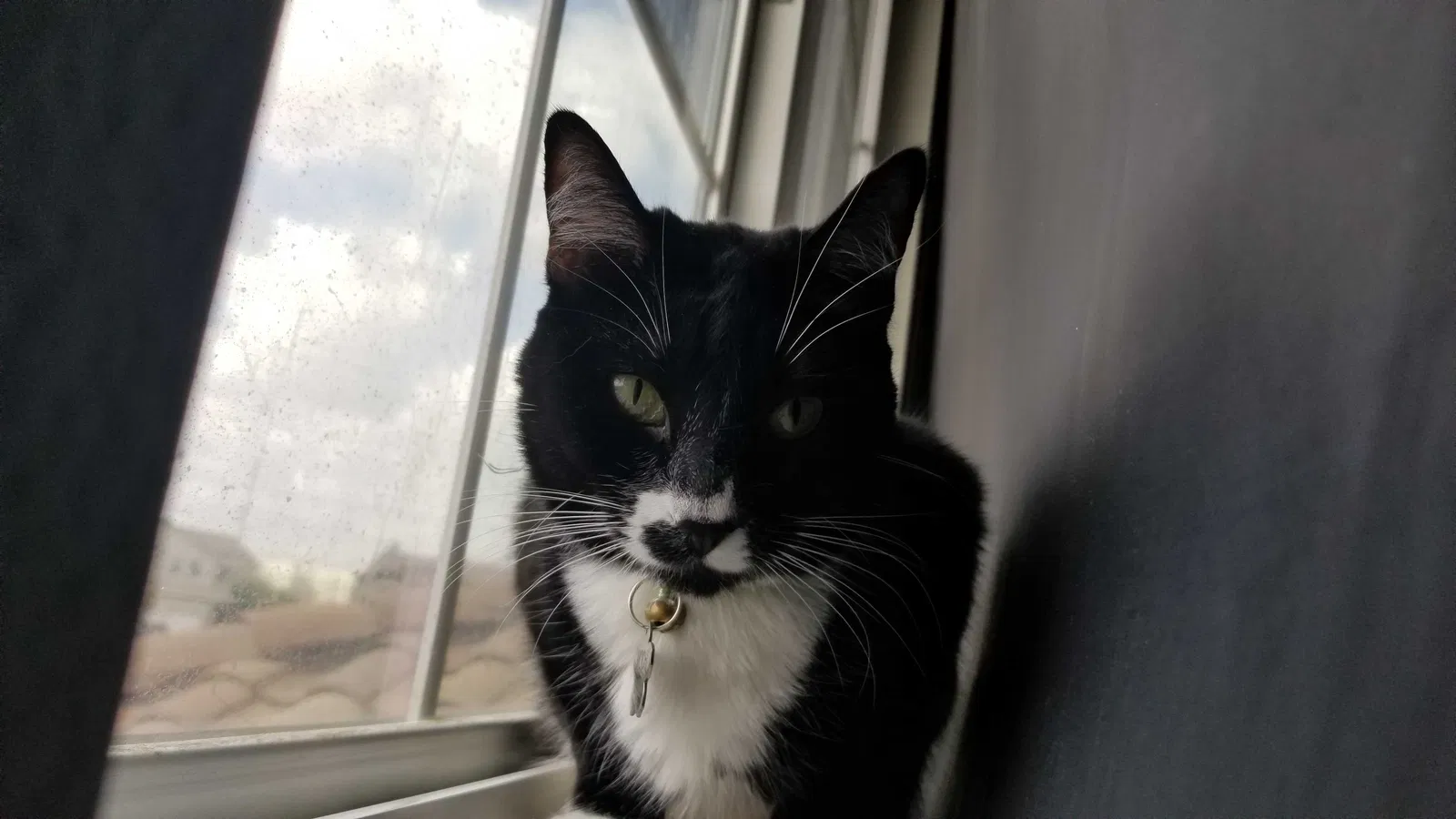 Lost cat in Corona, CA, 92880