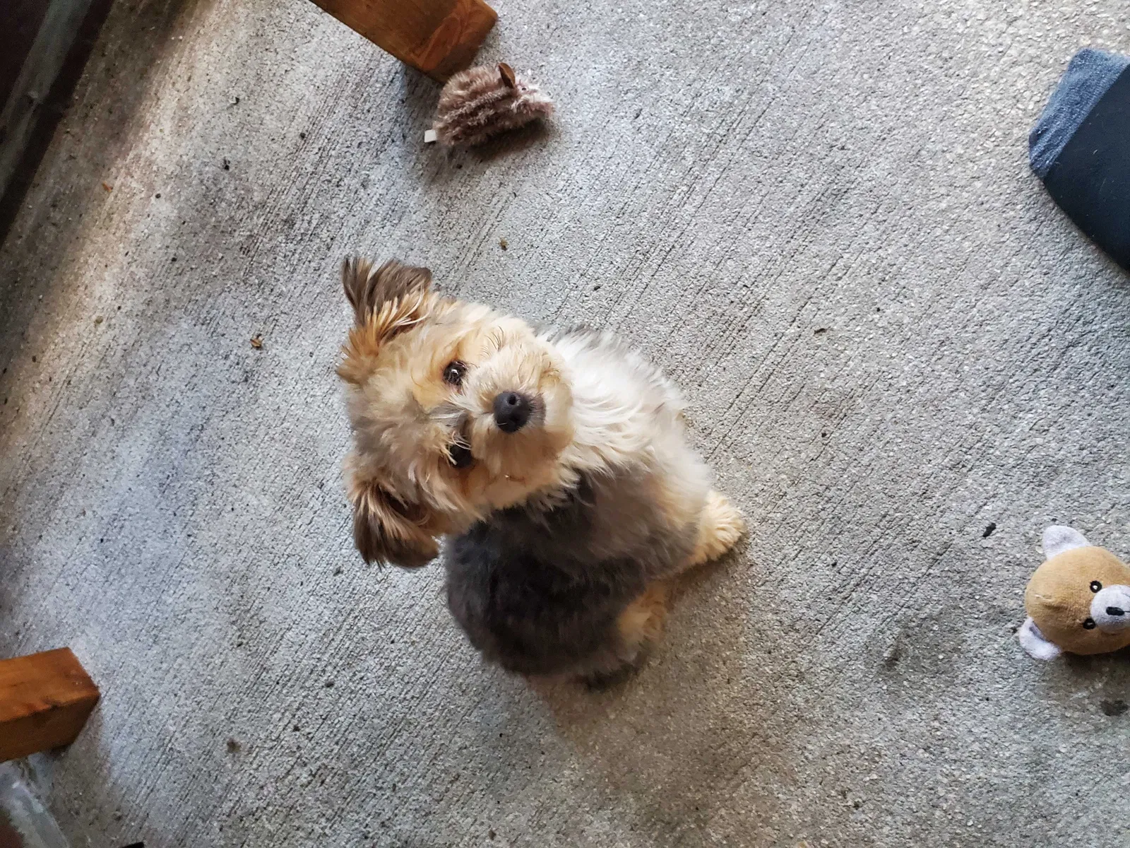 Lost dog in Lutz, FL, 33549