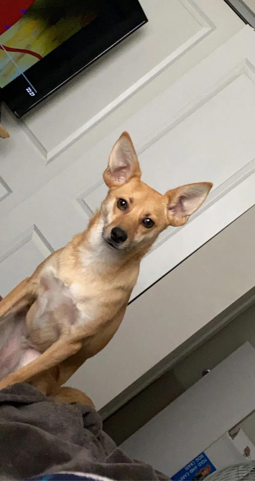 Lost dog in Indianapolis, IN, 46260