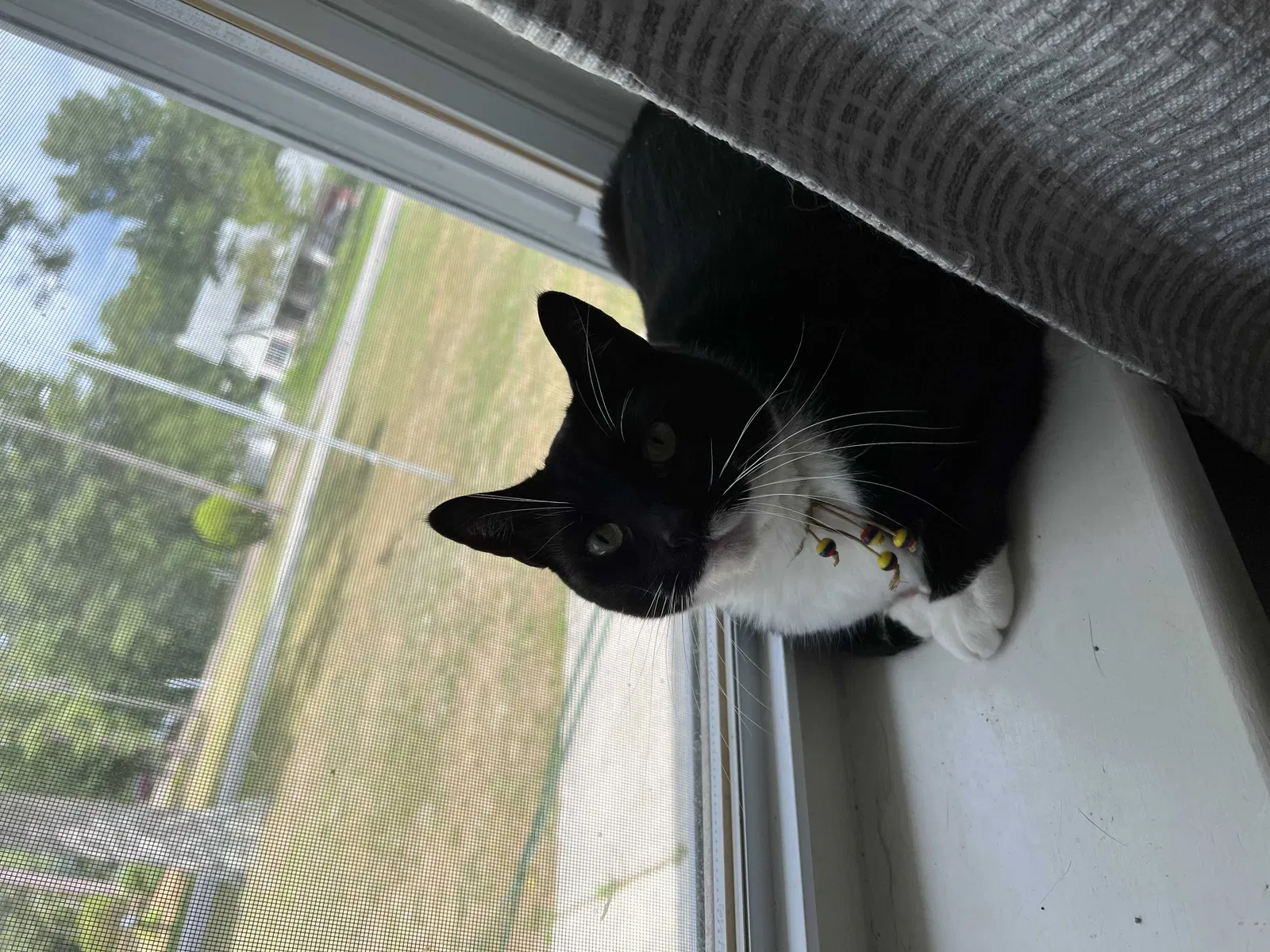 Lost cat in Rahway, NJ, 7065