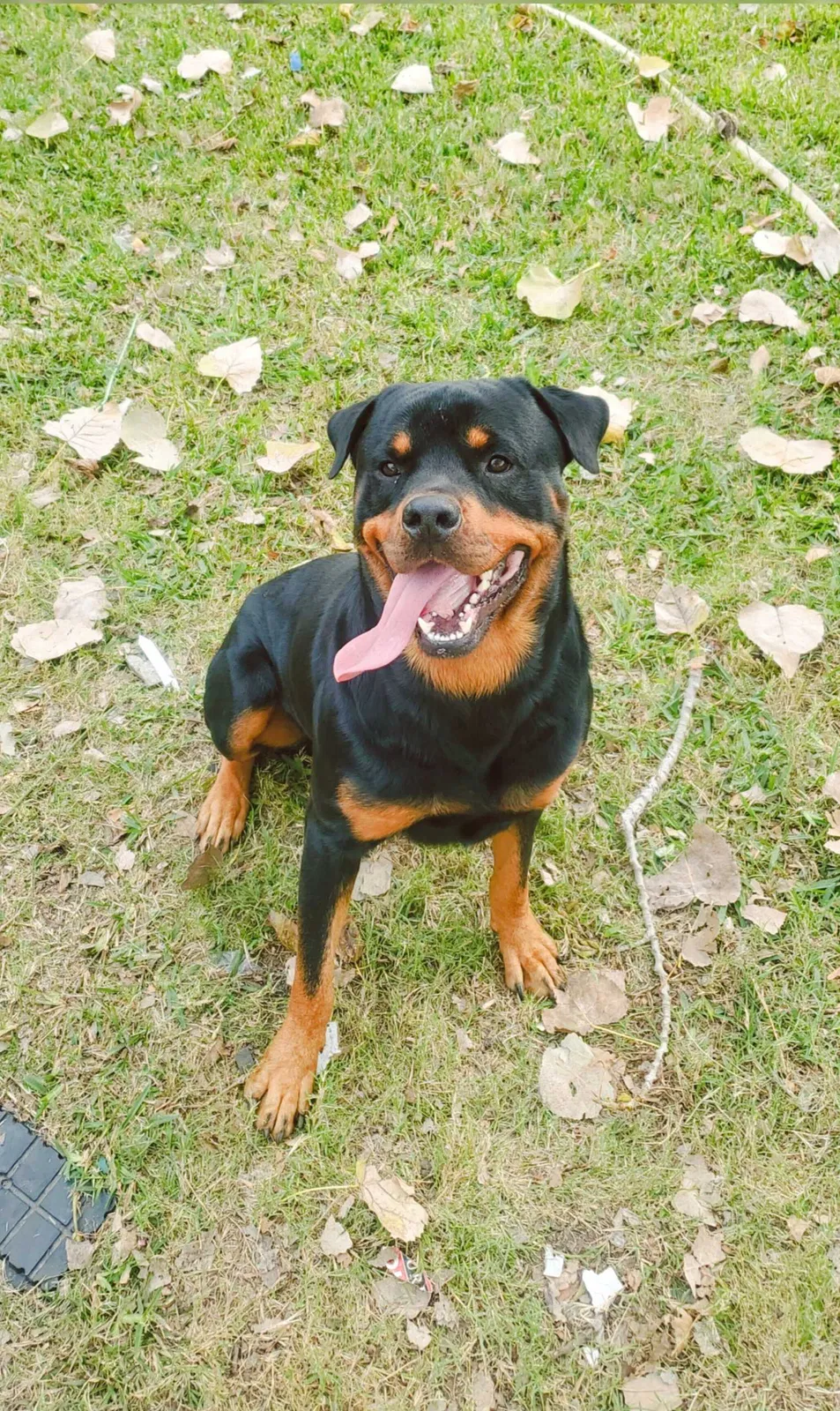 Lost dog in Mesquite, TX, 75150