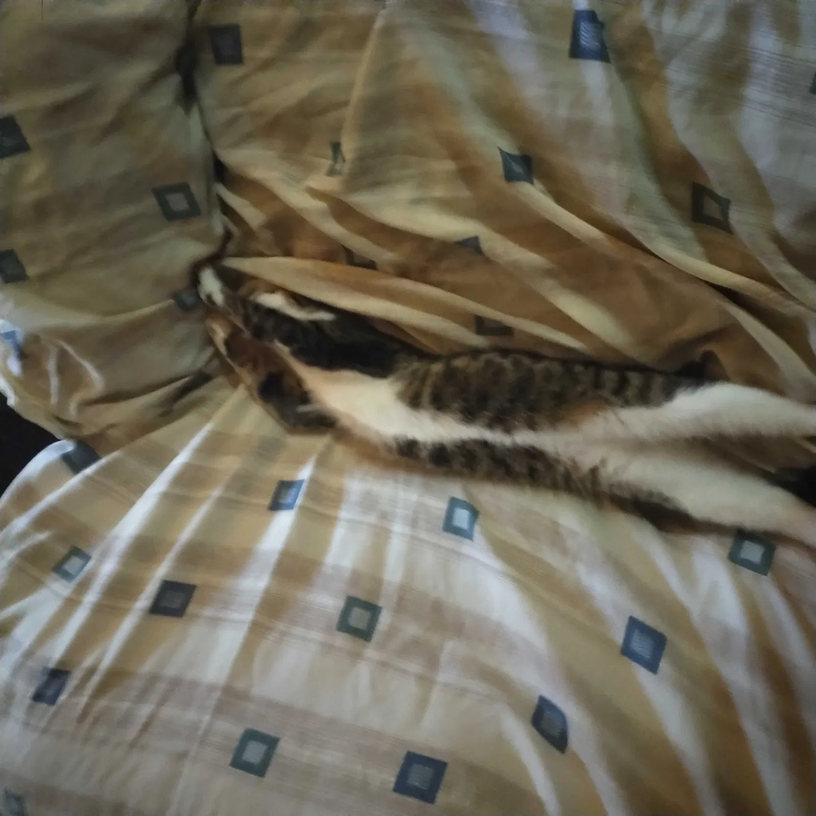 Lost cat in Acworth, GA, 30102