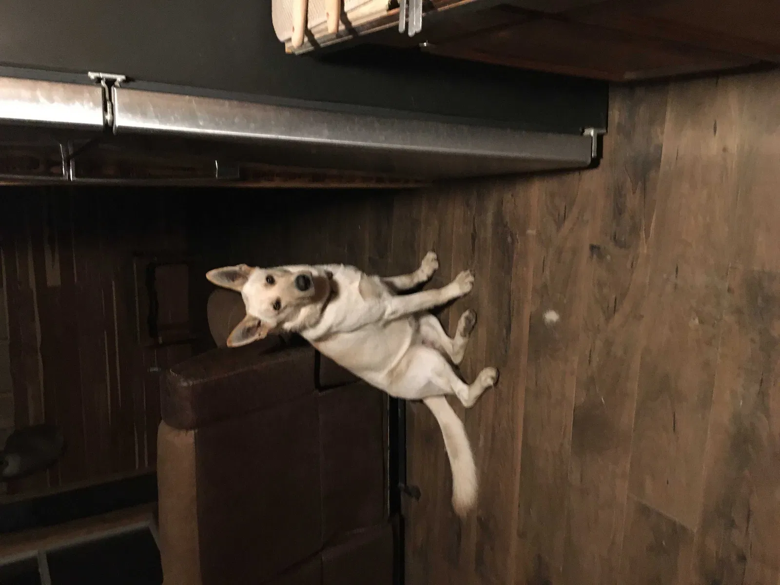 Lost dog in Sperry, OK, 74073