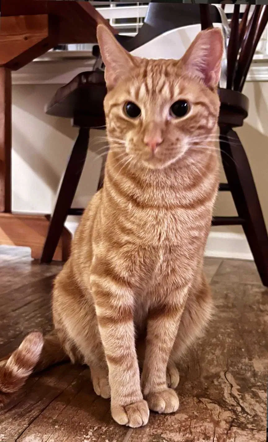 Lost cat in Atlanta, GA, 30338