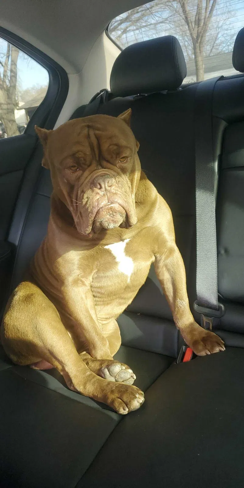 Lost dog in Mesquite, TX, 75150