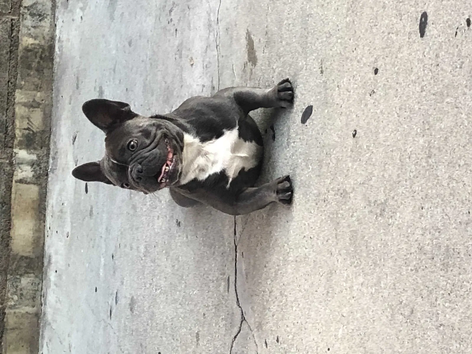 Lost dog in Los Angeles, CA, 90004
