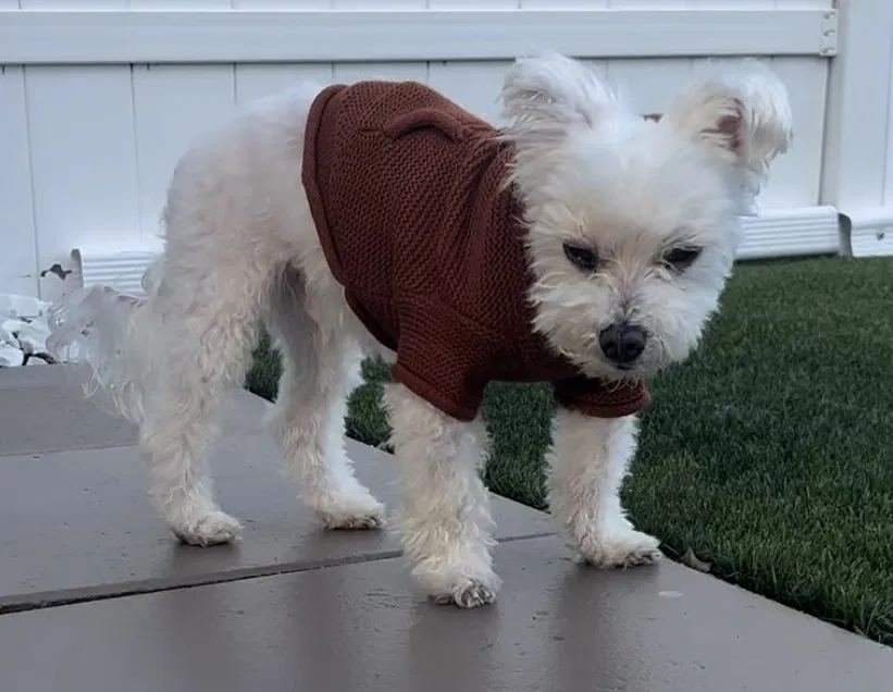 Lost dog in Miami, FL, 33162