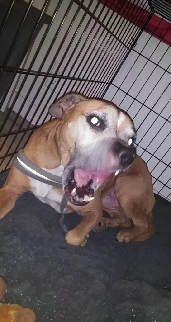 Lost dog in Cocoa, FL, 32922