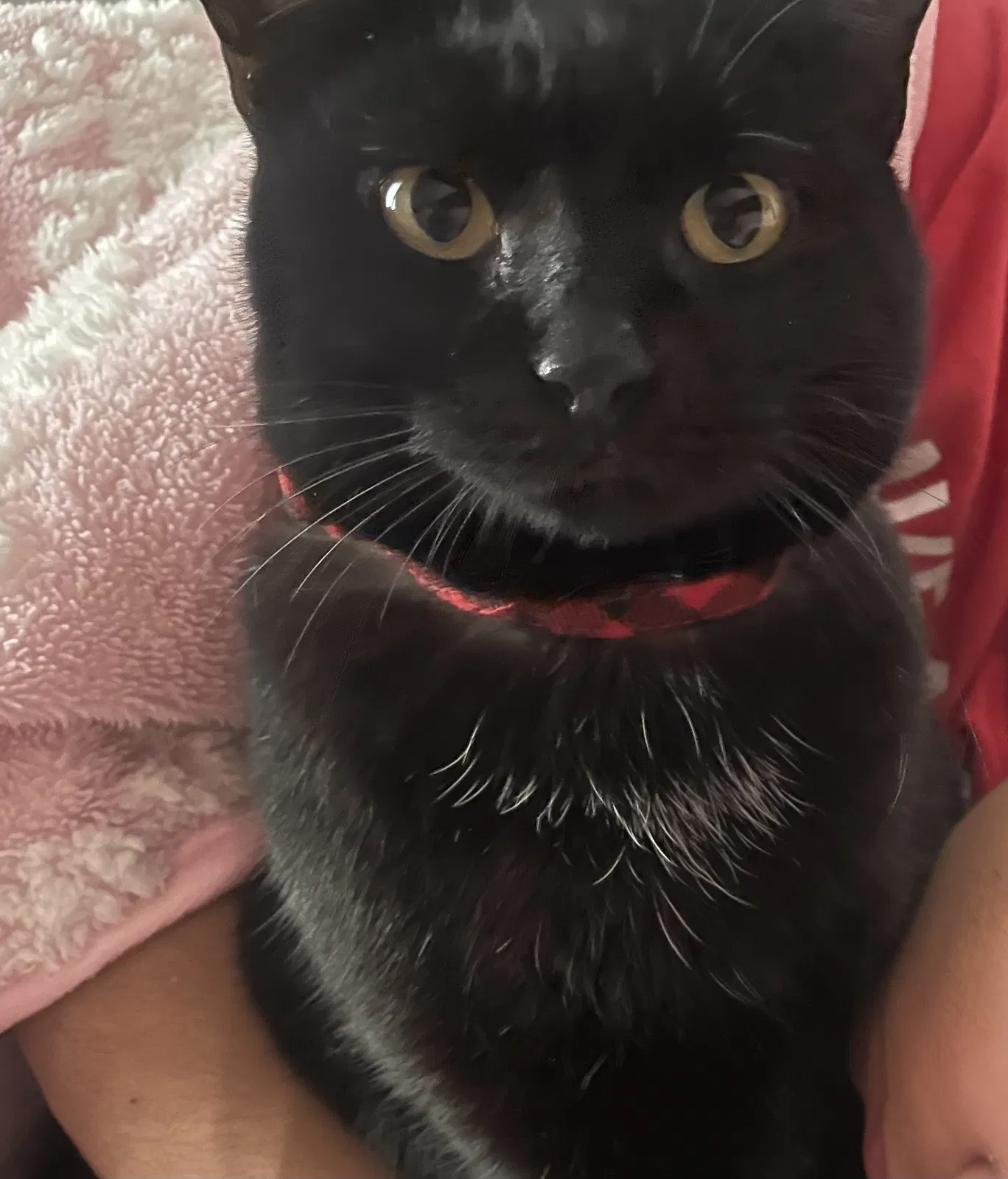 Lost cat in League City, TX, 77573