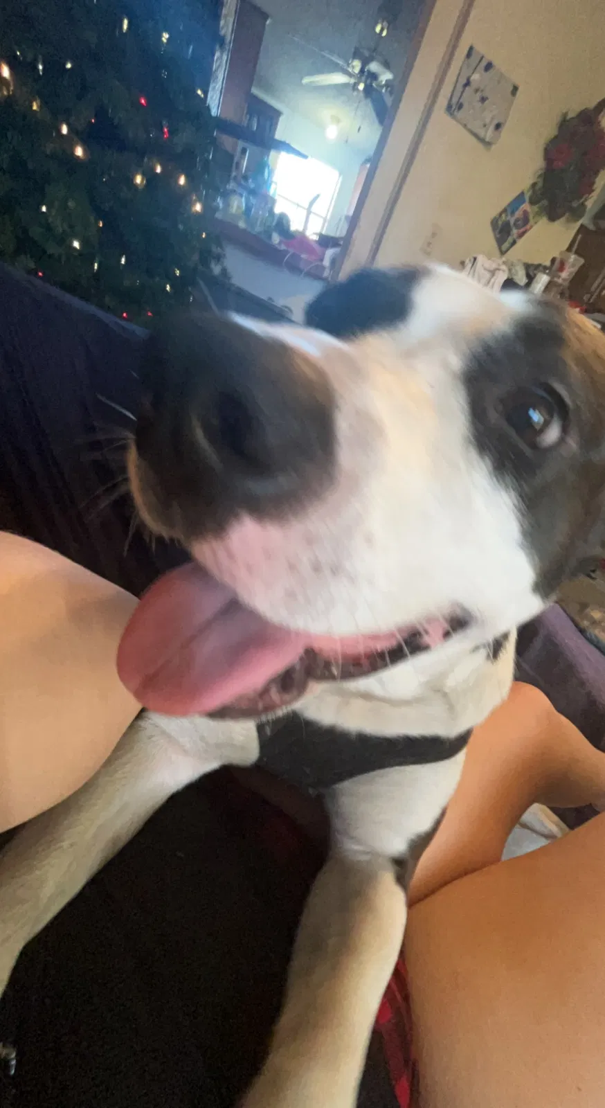 Lost dog in Cocoa, FL, 32922