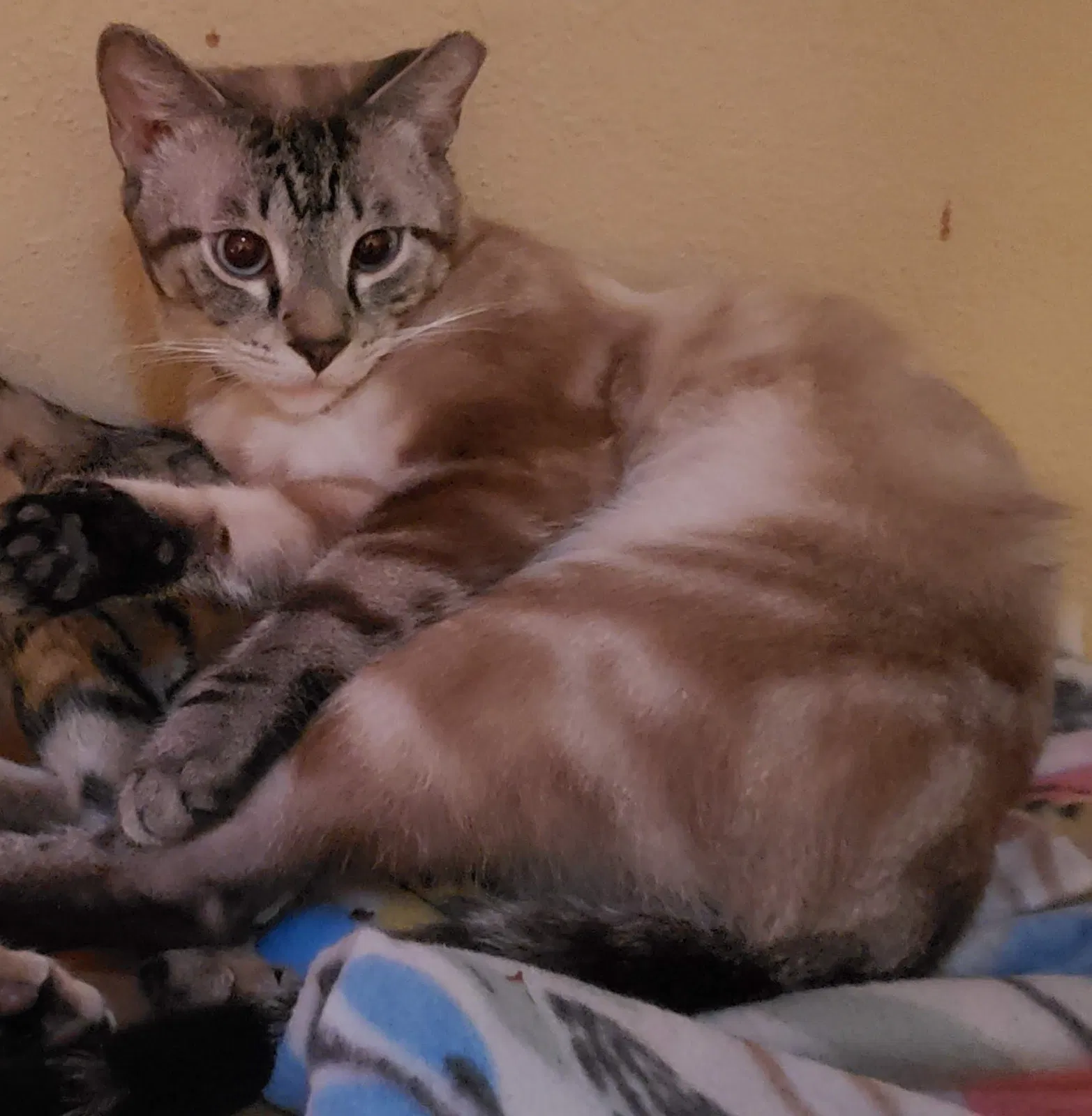 Lost cat in Oklahoma City, OK, 73130