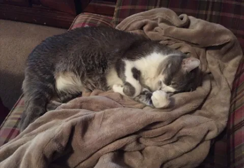 Lost cat in Fort Worth, TX, 76148