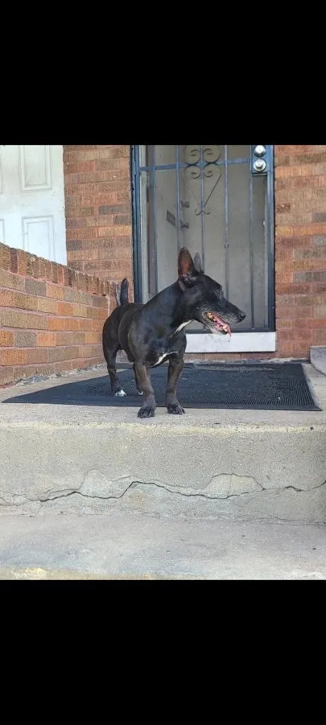 Lost dog in Baltimore, MD, 21216