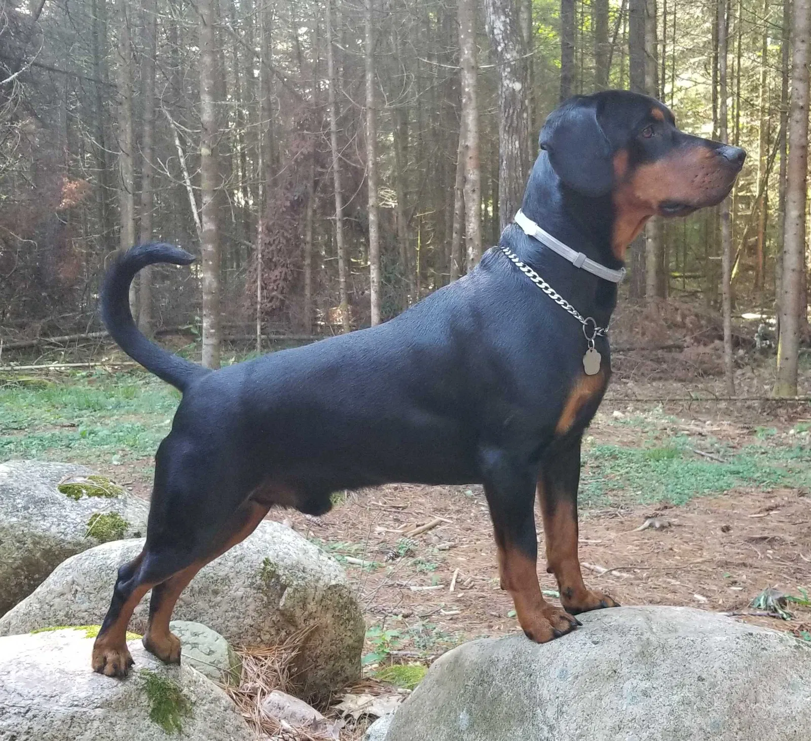 Lost dog in Mountain, WI, 54149