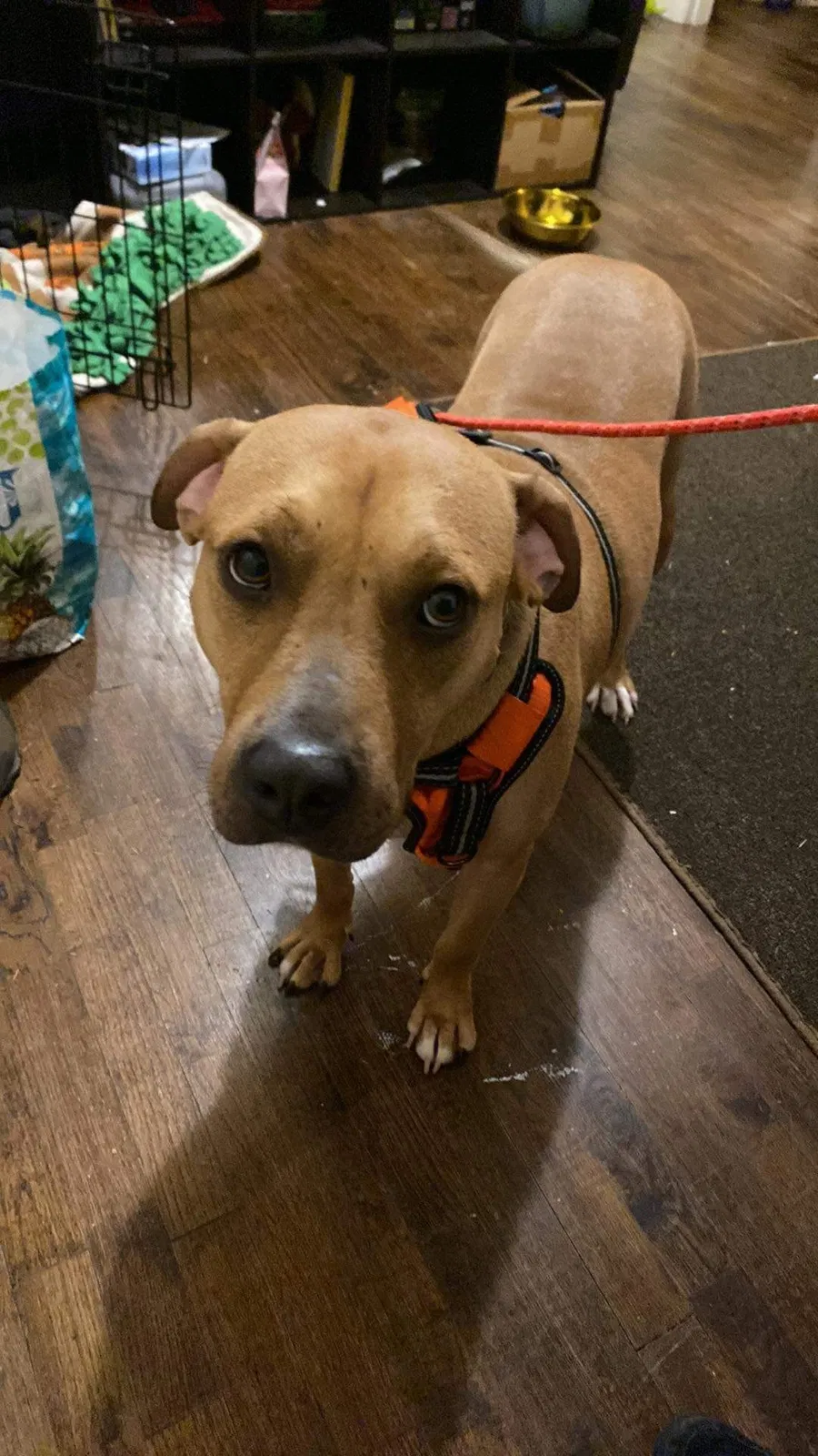 Lost dog in Everett, WA, 98203