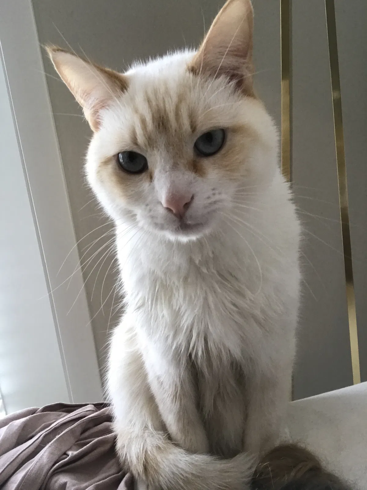 Lost cat in San Diego, CA, 92109