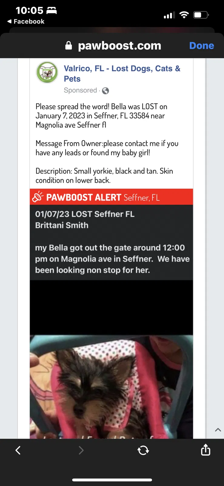 Lost dog in Seffner, FL, 33584