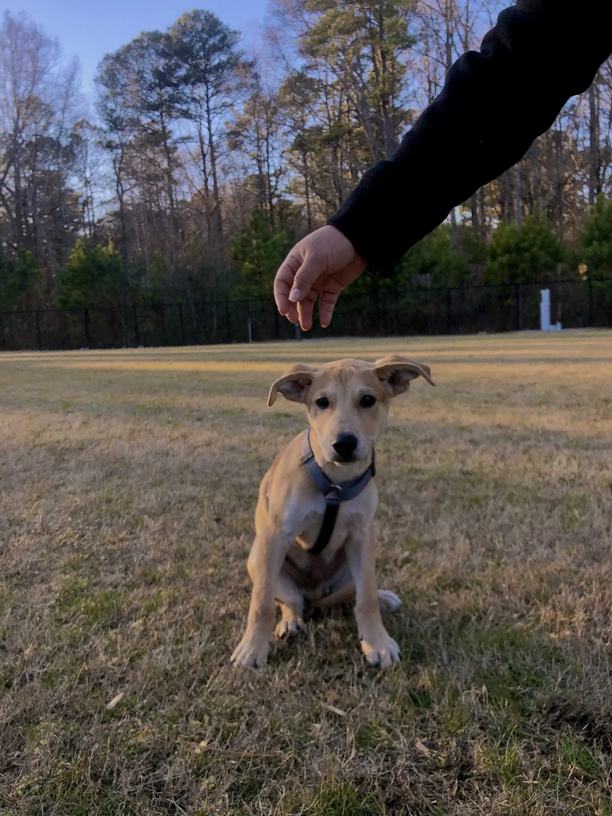 Lost dog in North Charleston, SC, 29418