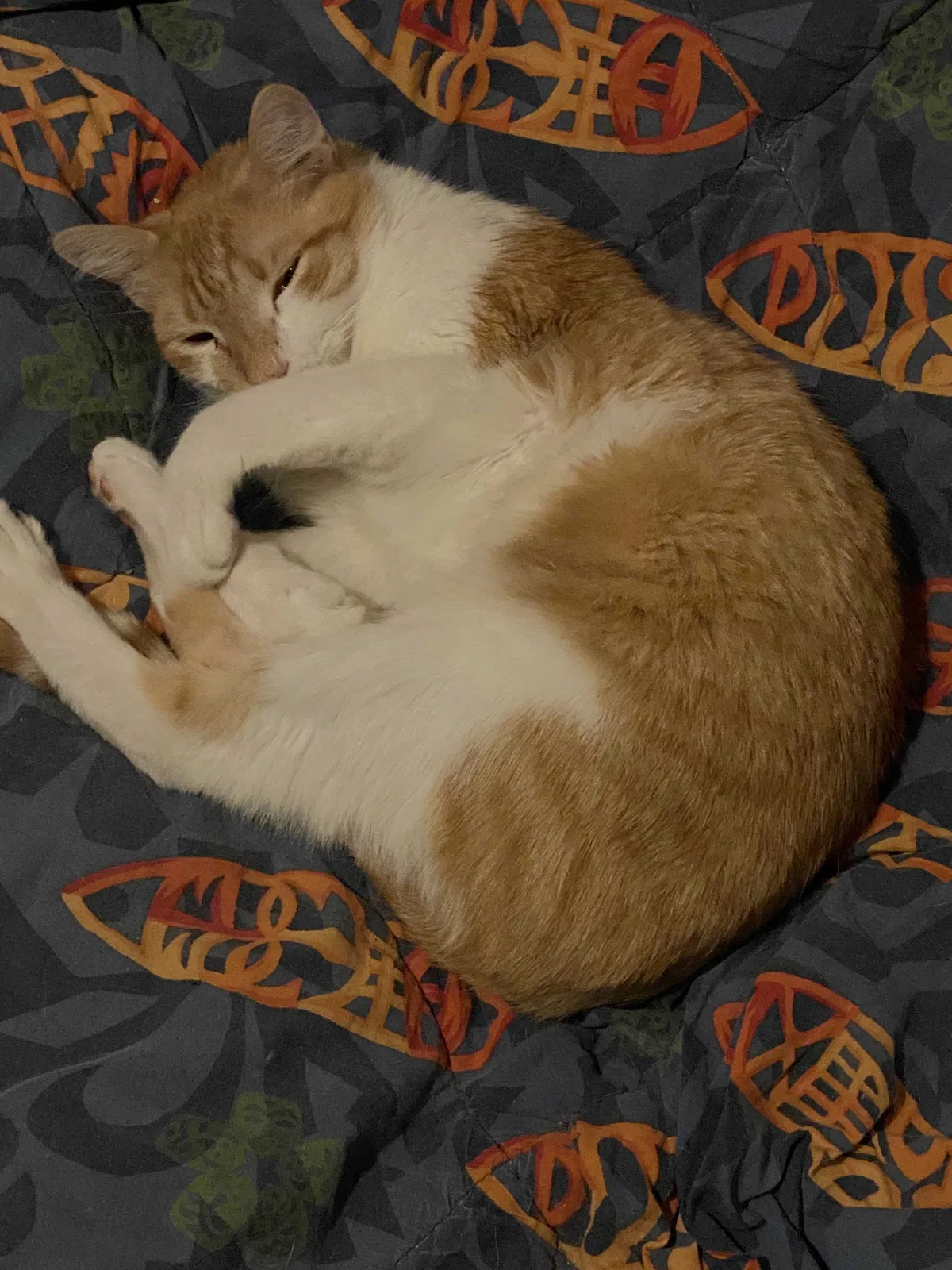 Lost cat in Houston, TX, 77084