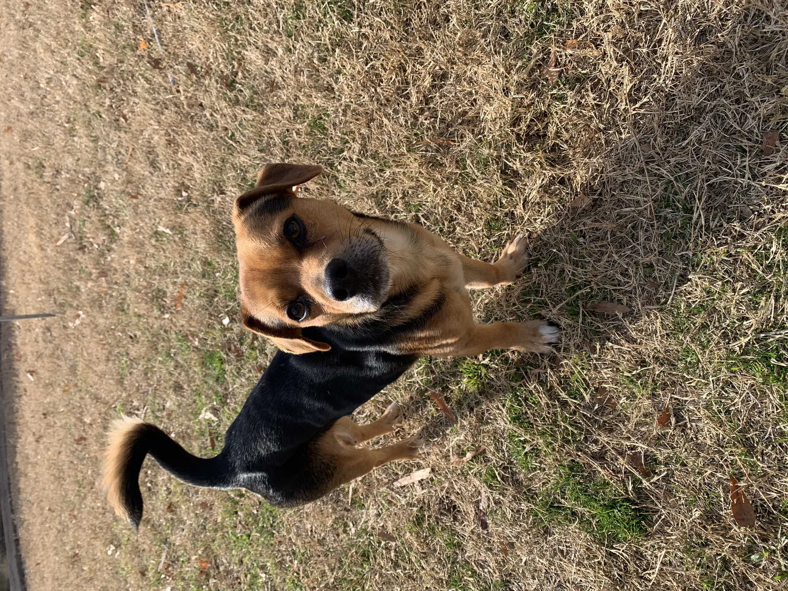 Lost dog in Tulsa, OK, 74133
