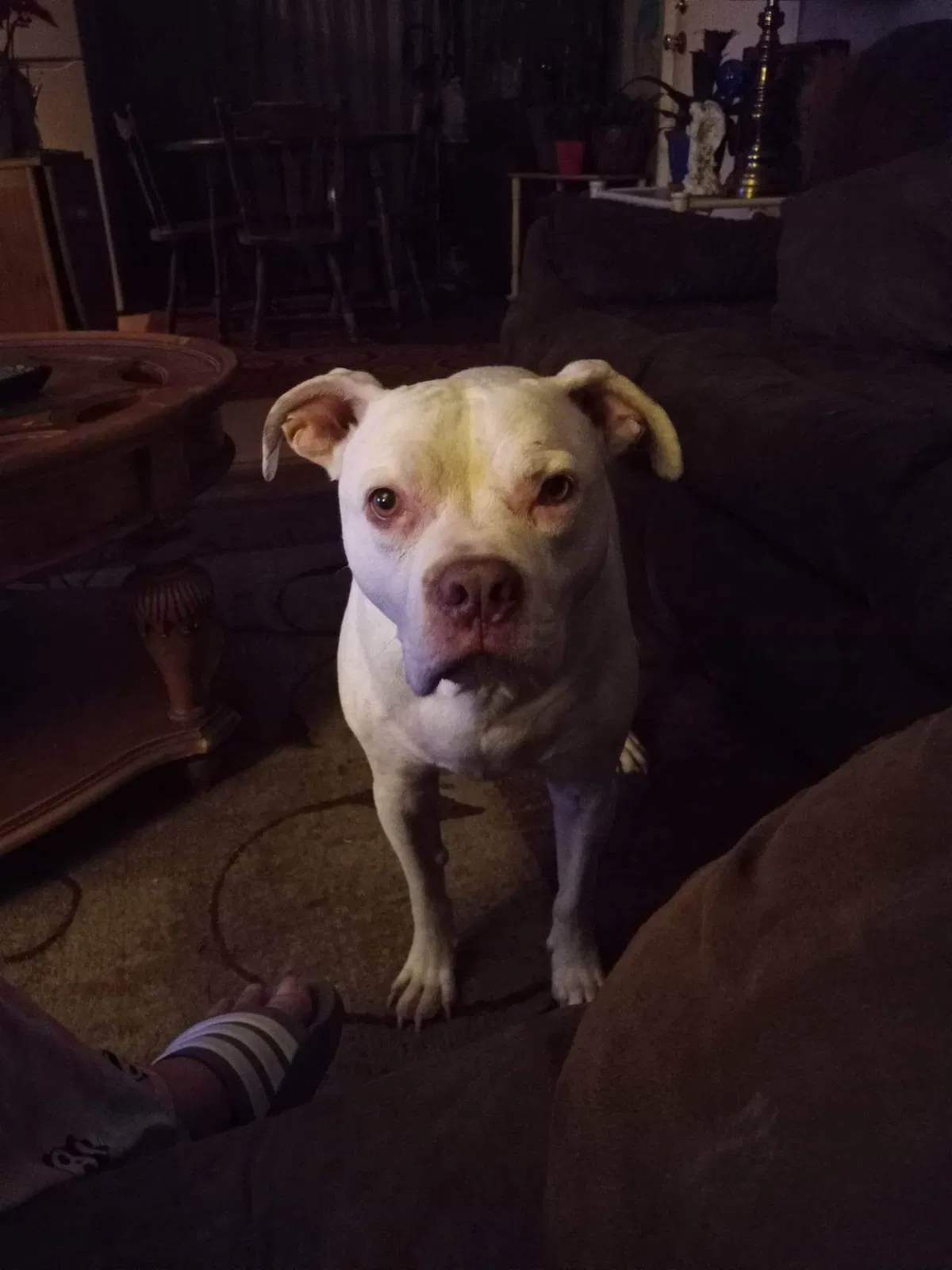 Lost dog in Indianapolis, IN, 46203