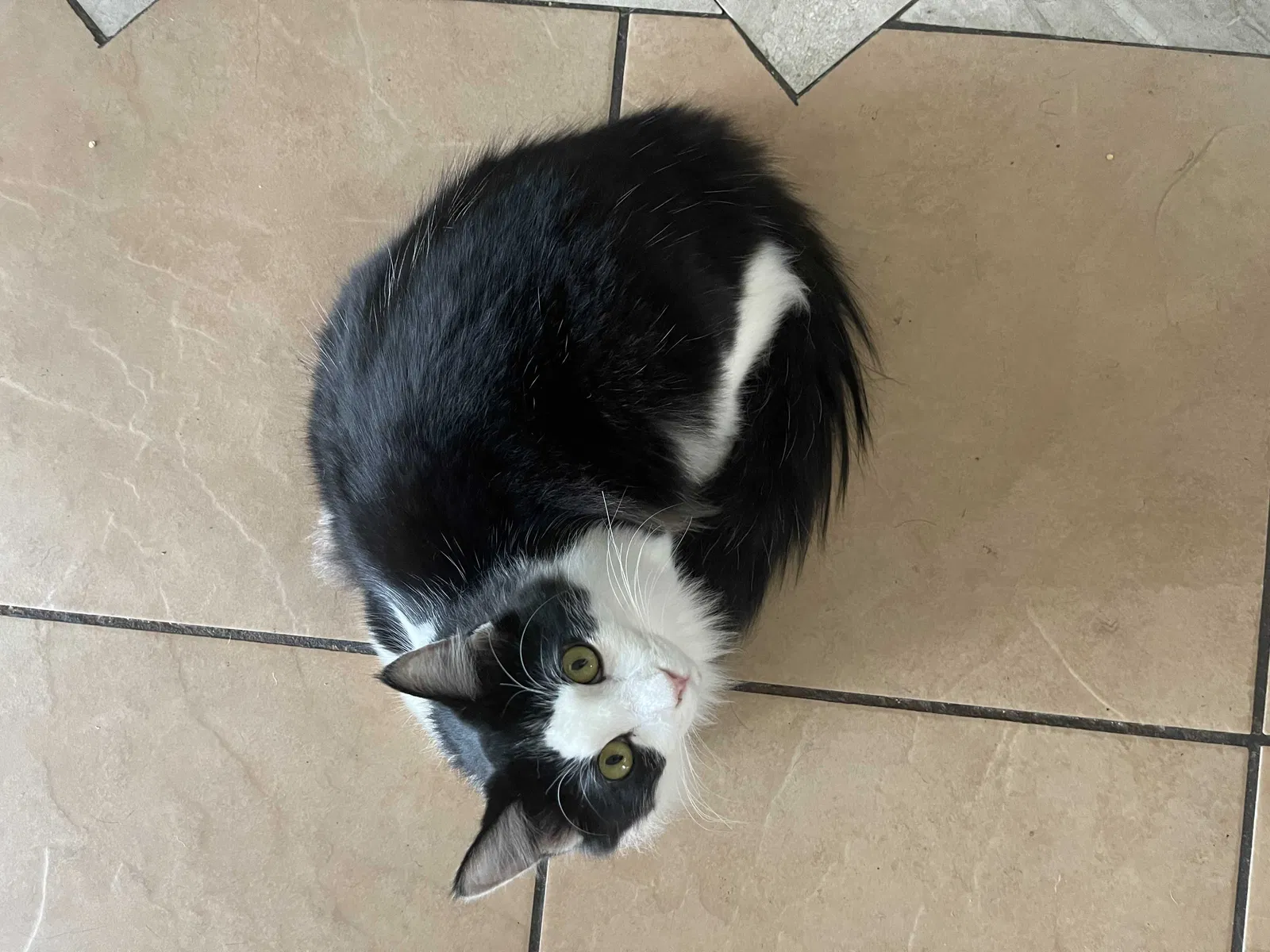Lost cat in Escondido, CA, 92027