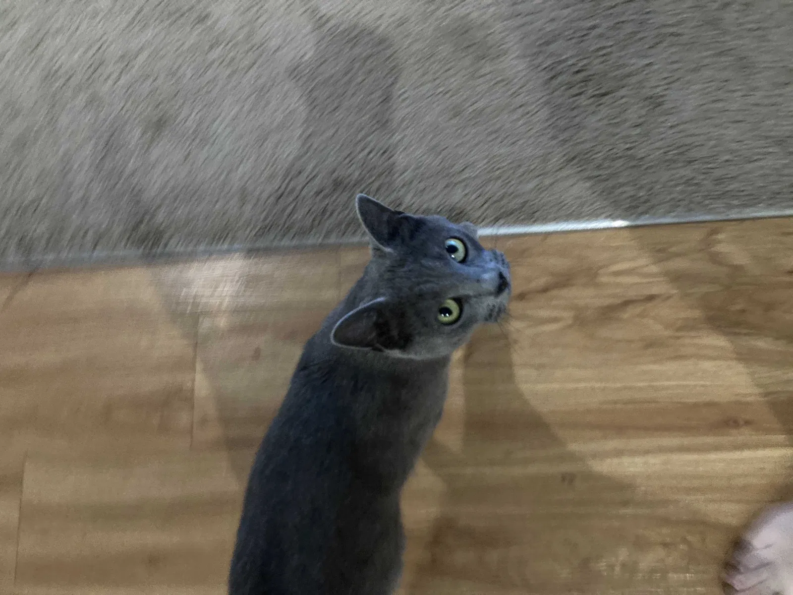 Found cat in Baton Rouge, LA, 70816